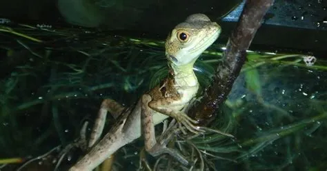  Geckos: Kletterkünstler mit Nachtsicht – Können diese faszinierenden Echsen wirklich auf dem Wasser laufen?