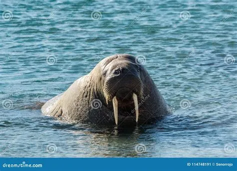  Walrus!  Ein beeindruckendes Meeressäugetier mit einem markanten Fell und einer Vorliebe für Muscheln!