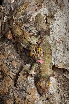  Gecko: Wie ein Meister der Tarnung klettert er mühelos an steilsten Wänden und verschmilzt perfekt mit seiner Umgebung!