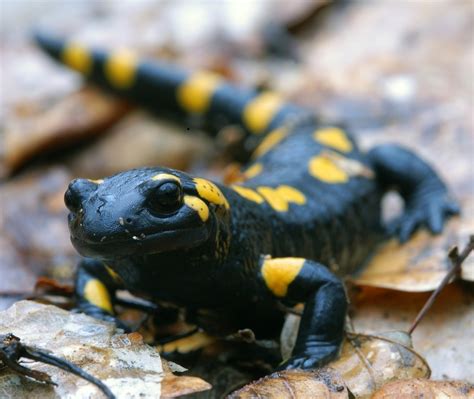 Japanische Feuersalamander – Ein faszinierender Amphibien Vertreter mit einer Vorliebe für feuchte Biotope und einer beeindruckenden Fähigkeit zur Regeneration!