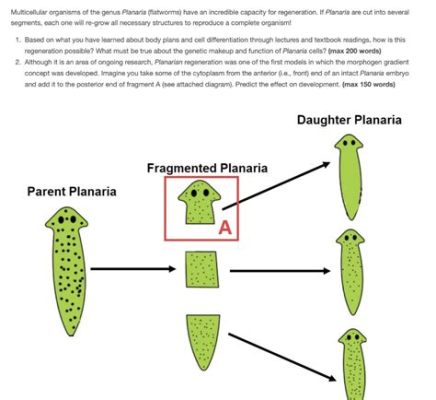  Jaworm: Ein Meereswurm mit faszinierendem Segmentierungsmuster und bemerkenswerter Regenerationsfähigkeit!