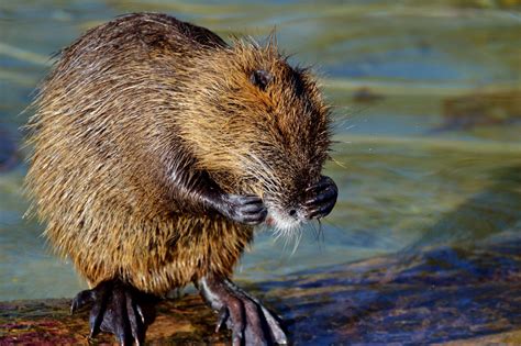 Nutria: Ein pelziges Nagetier mit einem Hang zum Wasserleben!