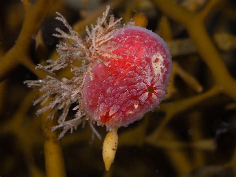  Queensland Hairy Sea Squirt: Ein vielseitiger Polyp mit interessanten Lebensgewohnheiten!