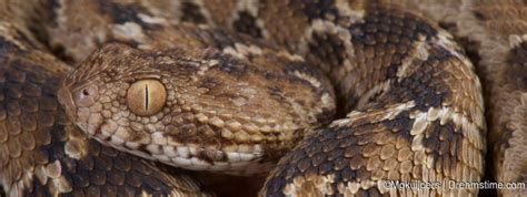  Vipera! Eine faszinierende Schlange mit einem Schuppenkleid und einem scharfen Biss