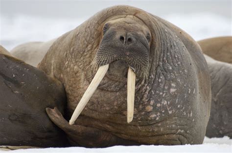  Walrus: Kennst du das pelzige Mammut der Meere?