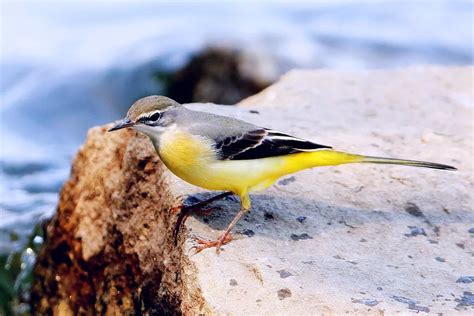  Warum Yaks nicht fliegen können - aber Yellow Wagtails schon: Ein Portrait der faszinierenden Zugvögel