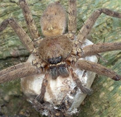  Xenophryidae: Entdecken Sie die faszinierende Welt dieser winzigen Meister der Tarnung und Bewegung!